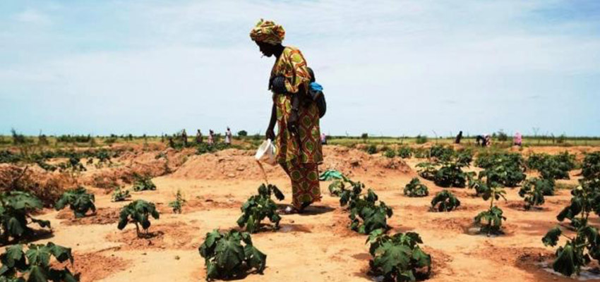 Woman farmer in Senegal waters crops. Photo Credit: USAID/Senegal